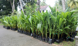 Production of domestic coconut requirement in home gardens